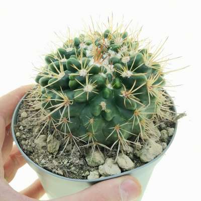 Notocactus submammulosus f. mostruosa