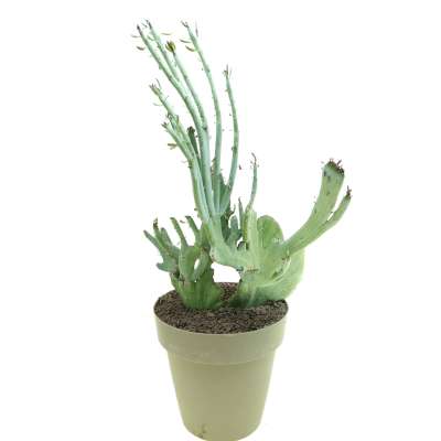 Senecio anteuphorbium f. crestata