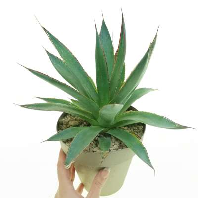 Agave 'Shaka Zulu'