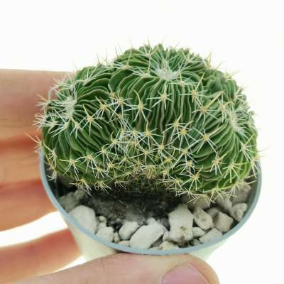 Echinofossulocactus multicostatus f. crestata