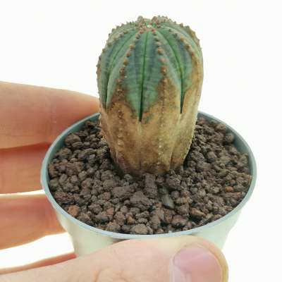 Euphorbia obesa (Rare form)