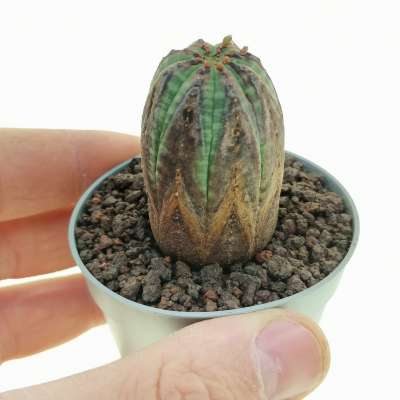 Euphorbia obesa (Rare form)