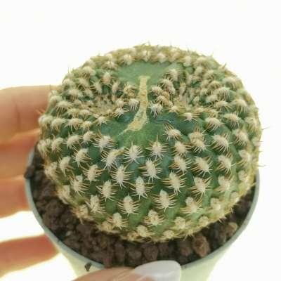 Sulcorebutia arenacea dicotomica