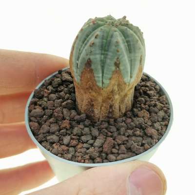 Euphorbia obesa (Rare form)