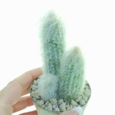 Austrocephalocereus dybowskii