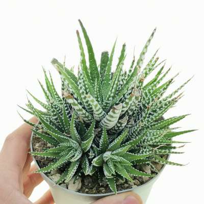 Haworthia fasciata