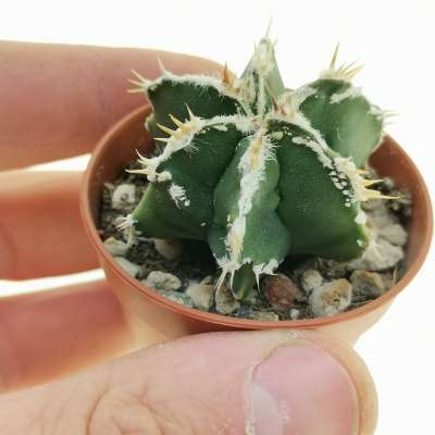Astrophytum ornatum cv. Fukuryu Hania