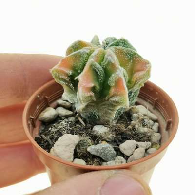 Astrophytum myriostigma cv. Fukuryu (Type b) f. variegata