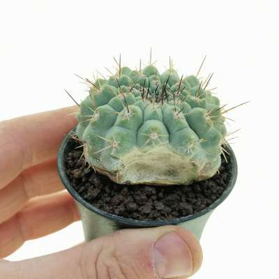 Copiapoa cinerea (Own roots)