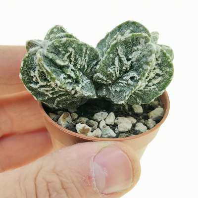 Astrophytum myriostigma cv. Fukuryu (type B) f. dicotomica