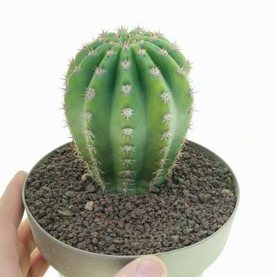 Trichocereus Pasacana f. Brevispinus