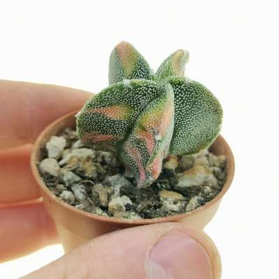 Astrophytum myriostigma f. Variegata