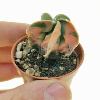 Astrophytum myriostigma cv. Fukuryu (Type A) var. nudum f. variegata