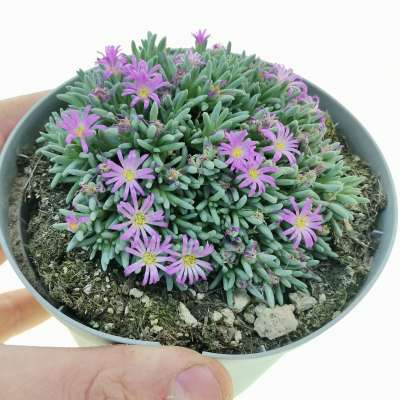 Delosperma sphalmanthoides