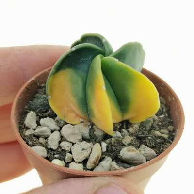 Astrophytum myriostigma var. nudum f. variegata
