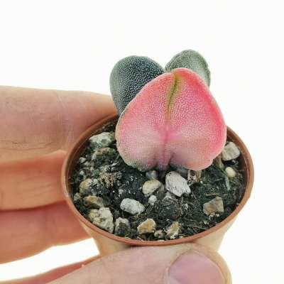 Astrophytum myriostigma var. quadricostatum f. variegata