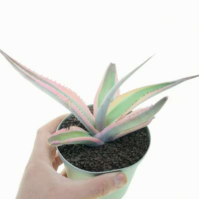 Agave guiengola cv. Cream brulee