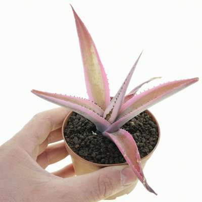 Agave guiengola cv. Cream brulee