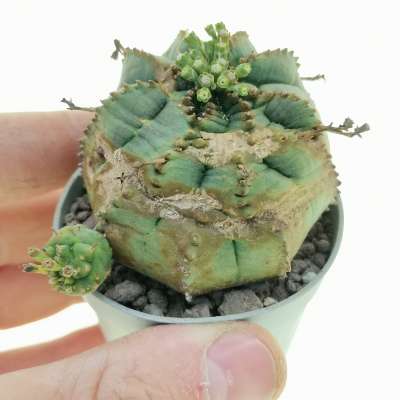 Euphorbia obesa 'Rocky Mountain' (Rare form)
