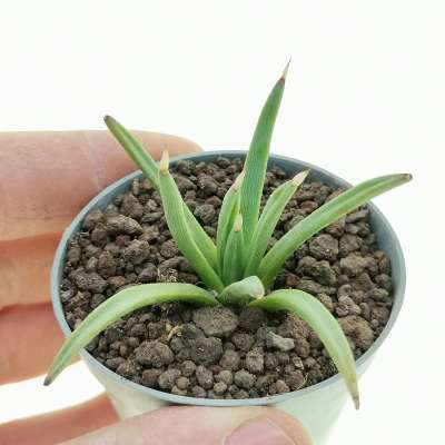 Agave albopilosa