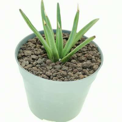 Agave albopilosa - Giromagi