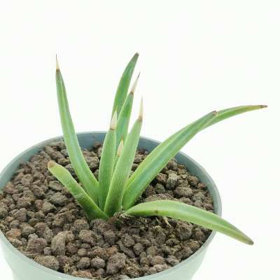 Agave albopilosa - Giromagi