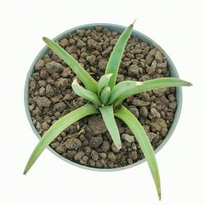 Agave albopilosa - Giromagi