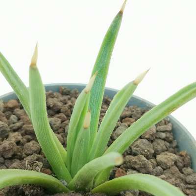 Agave albopilosa - Giromagi