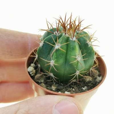 Melocactus matanzanus f. variegata