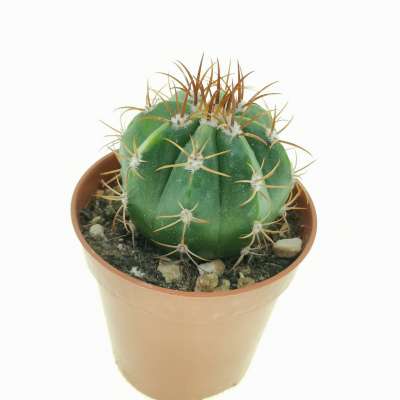 Melocactus matanzanus f. variegata - Giromagi
