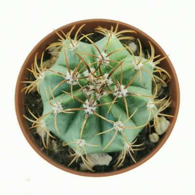 Melocactus matanzanus f. variegata - Giromagi