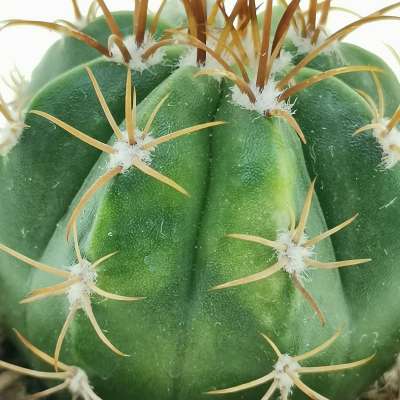 Melocactus matanzanus f. variegata - Giromagi