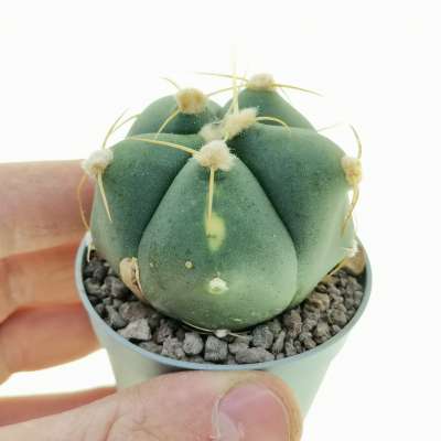Gymnocalycium horstii f. variegata