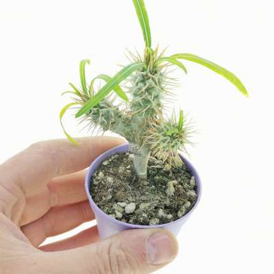 Pachypodium lamerei f. politomica (Own roots)