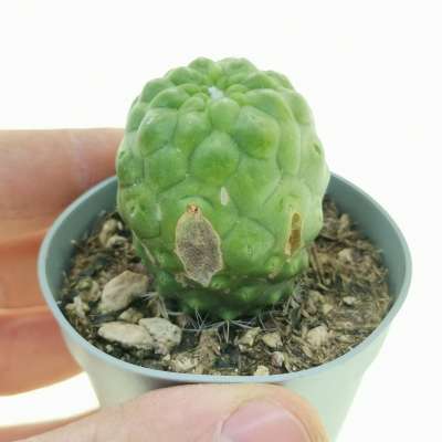 Mammillaria spinosissima cv. un pico f. mostruosa inermis