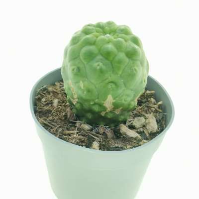 Mammillaria spinosissima cv. un pico f. mostruosa inermis - Giromagi