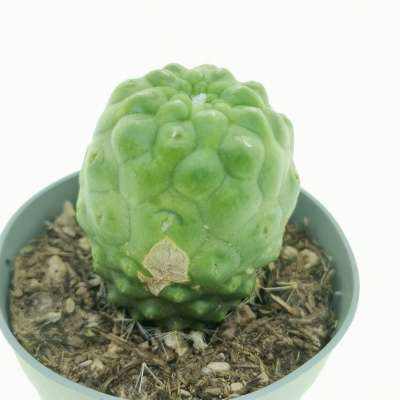 Mammillaria spinosissima cv. un pico f. mostruosa inermis - Giromagi