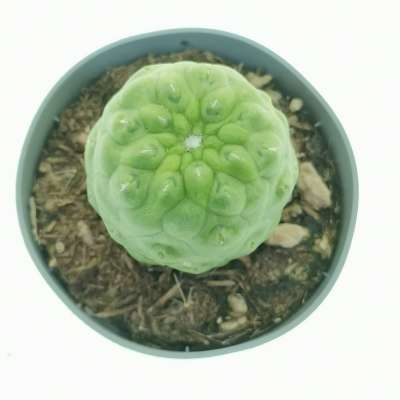 Mammillaria spinosissima cv. un pico f. mostruosa inermis - Giromagi