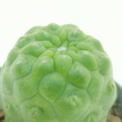 Mammillaria spinosissima cv. un pico f. mostruosa inermis - Giromagi