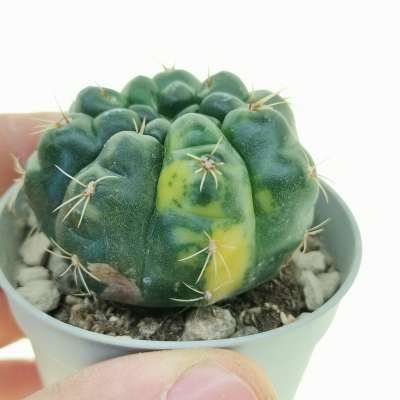 Gymnocalycium baldianum f. variegata