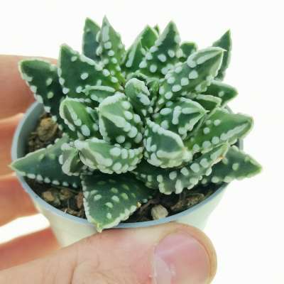 Haworthia pumila f.prolifera