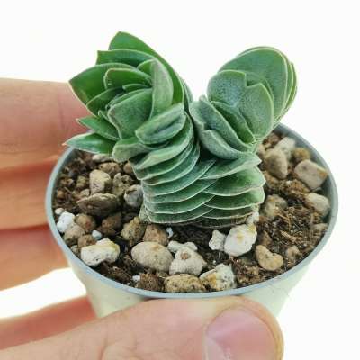 Crassula 'Buddha's Temple' (Crassula 'Tempio di Buddha')