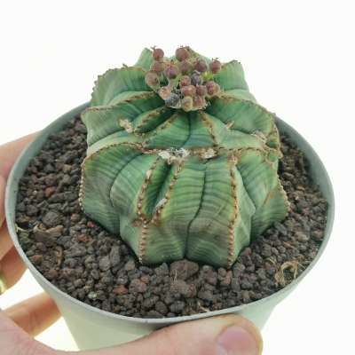 Euphorbia obesa cv. Rocky Mountain (Rare form)