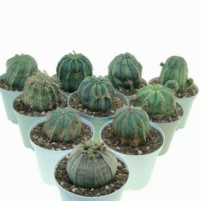 Euphorbia obesa (rare form) 10 pcs.