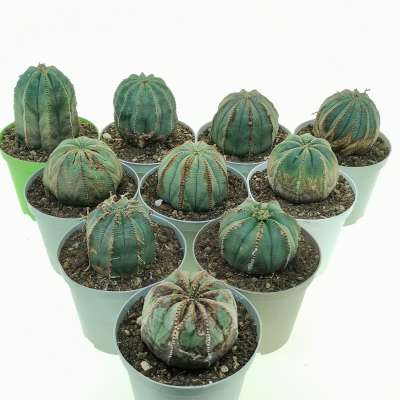 Euphorbia obesa (Rare form) 10 pcs.