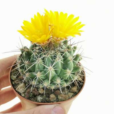 Thelocactus conothelos f. aureiflora