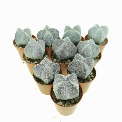 Astrophytum myriostigma cv. Onzuka var. quadricostatum 10 pcs.