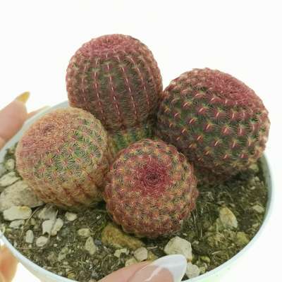 Echinocereus rigidissimus subs. rubispinus