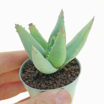 Aloe asperifolia