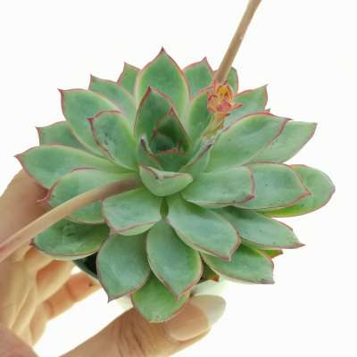 Echeveria strictiflora